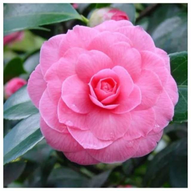 bunga camelia pink
