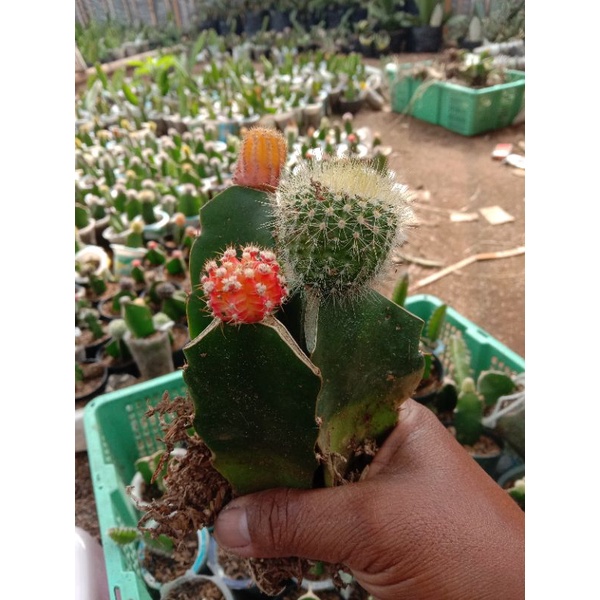 kaktus paket3pcs+pot