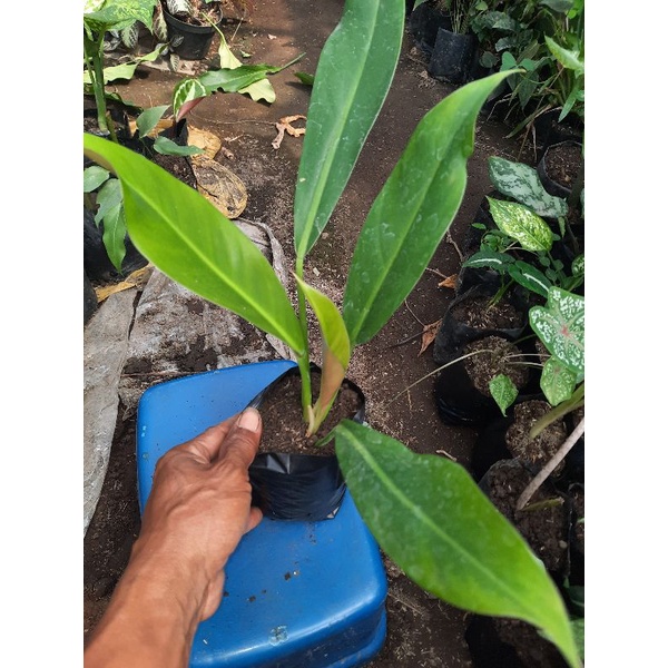 tanaman philo karet