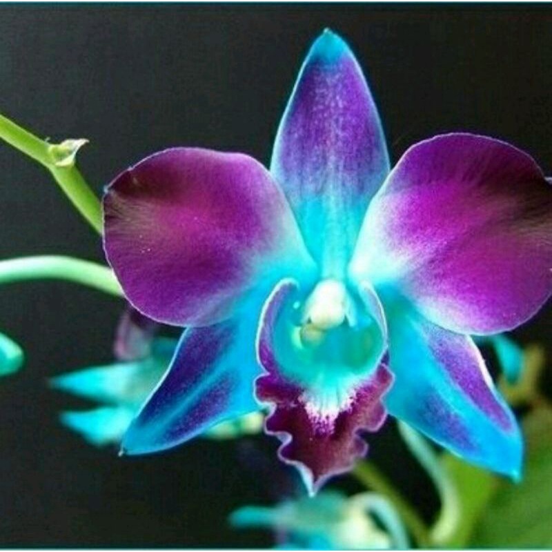 Seedling Anggrek Dendrobium Bubble Gum