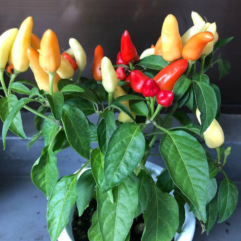 pohon bibit cabe rawit setan - mkls