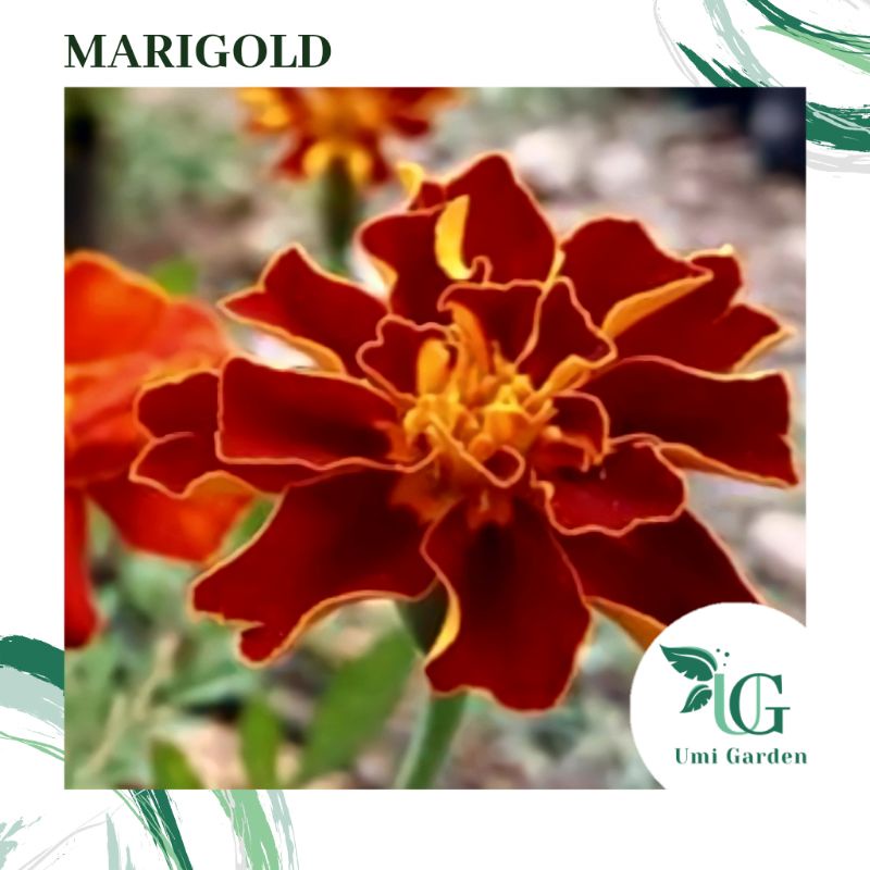 20 Biji Benih Bunga Marigold Orange