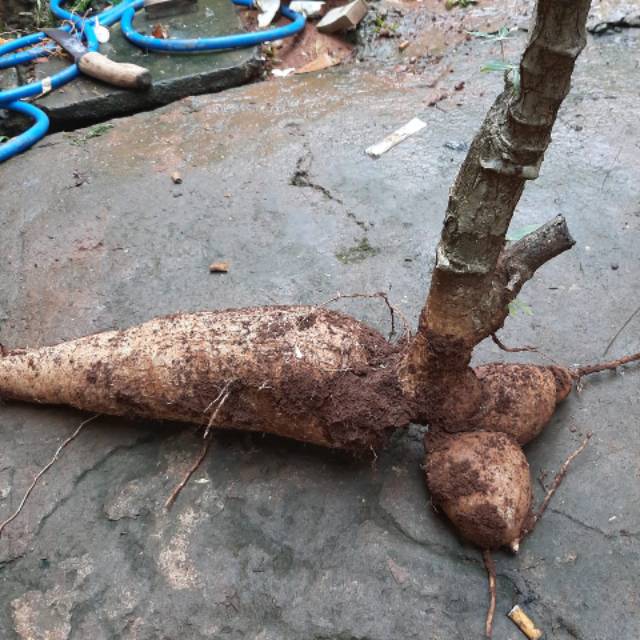 SINGKONG HERBAL SAPI KURU