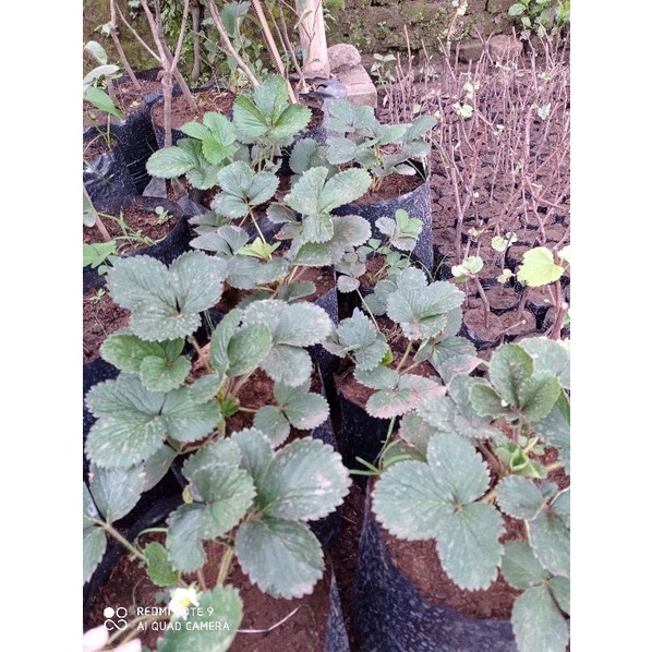 indukan bibit strawbery siap berbuah