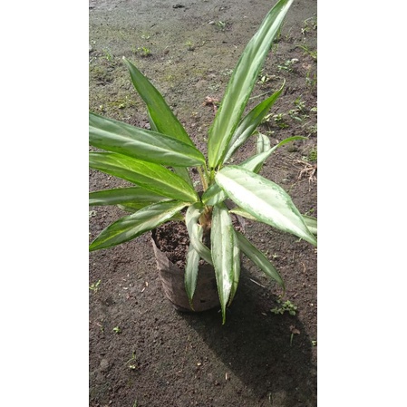 bunga aglonema bulu ayam
