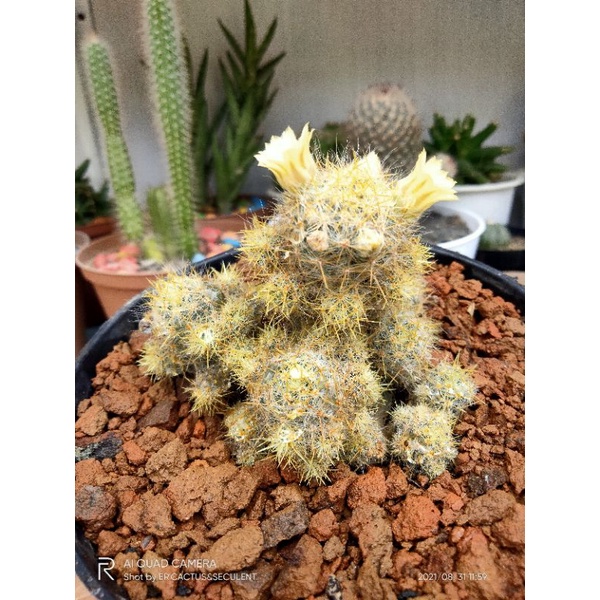 kaktus mamilaria