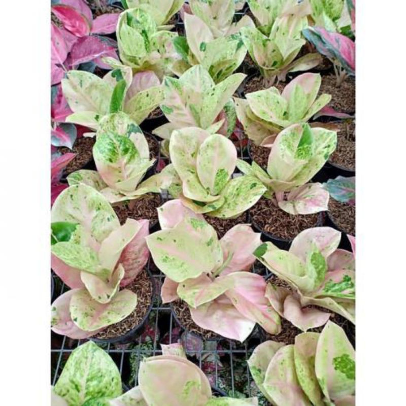bibit bonggol aglonema emerald