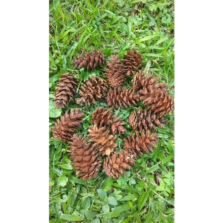 Buah cemara / pinus
