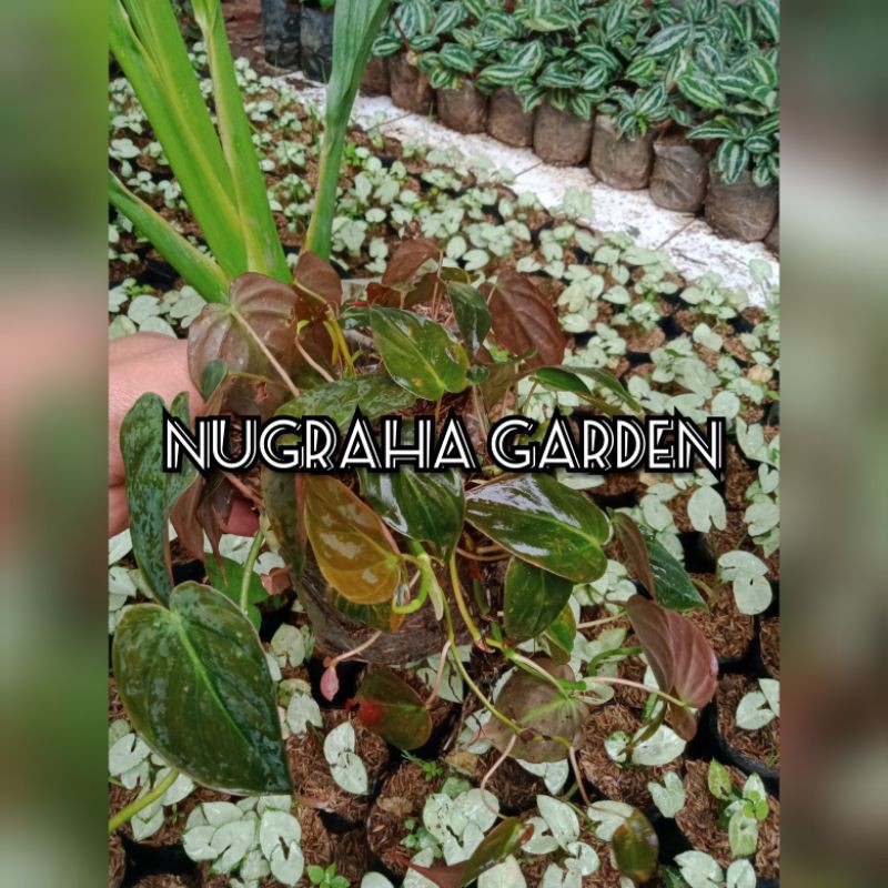Tanaman Hias philo micen