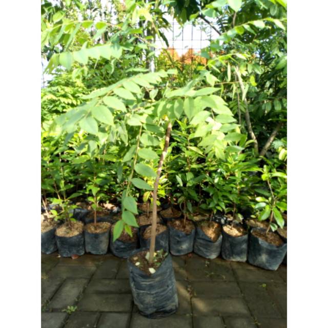 Bibit Buah Cermai