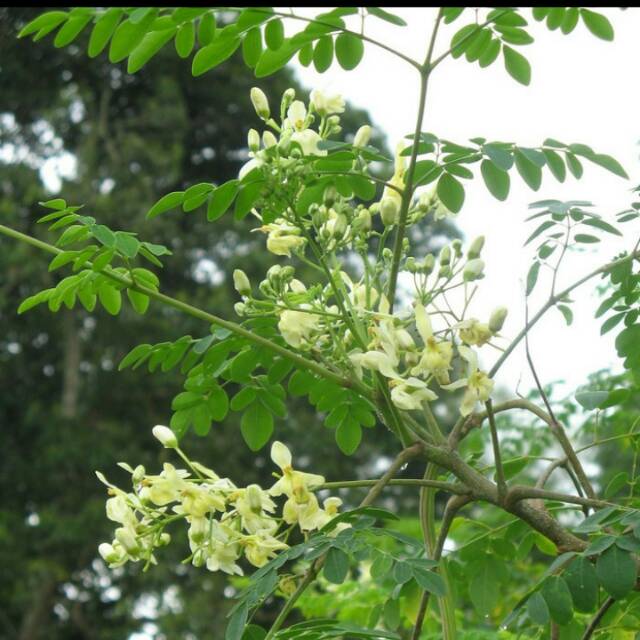 Bibit Pohon Kelor - Daun Kelor