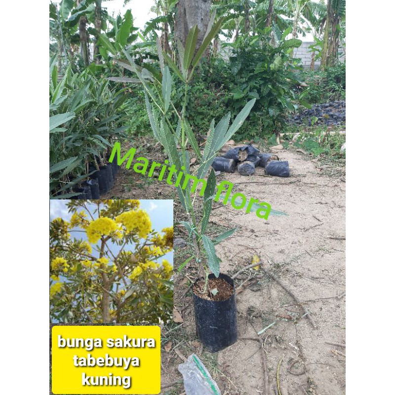 bibit tabebuya kuning