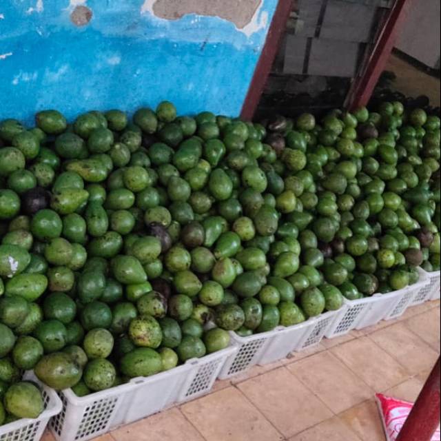 Alpukat mentega