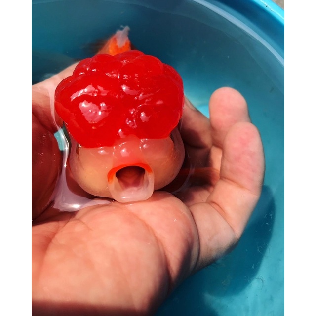 MASKOKI Oranda Lips size jumbo