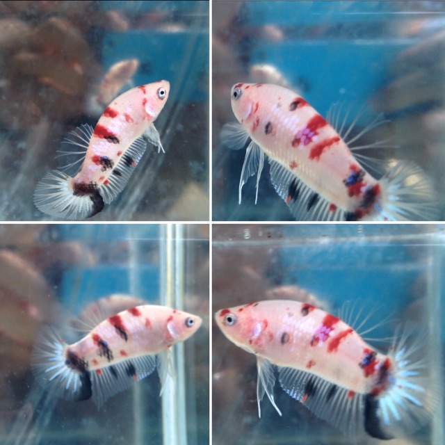 Ikan cupang koi