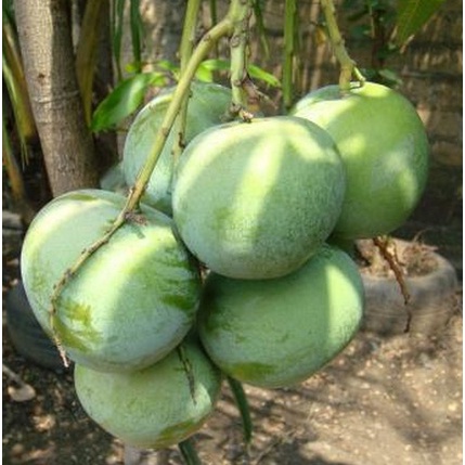 Bibit Mangga Apel