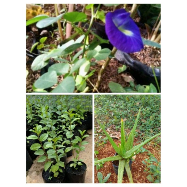 paket 3 tanaman herbal