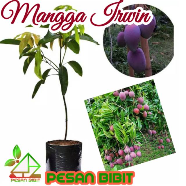 BIBIT MANGGA IRWIN