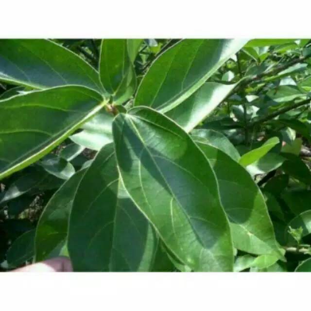 Daun cincau perdu 100 lembar