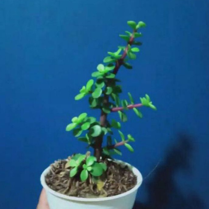 portualaca hijau