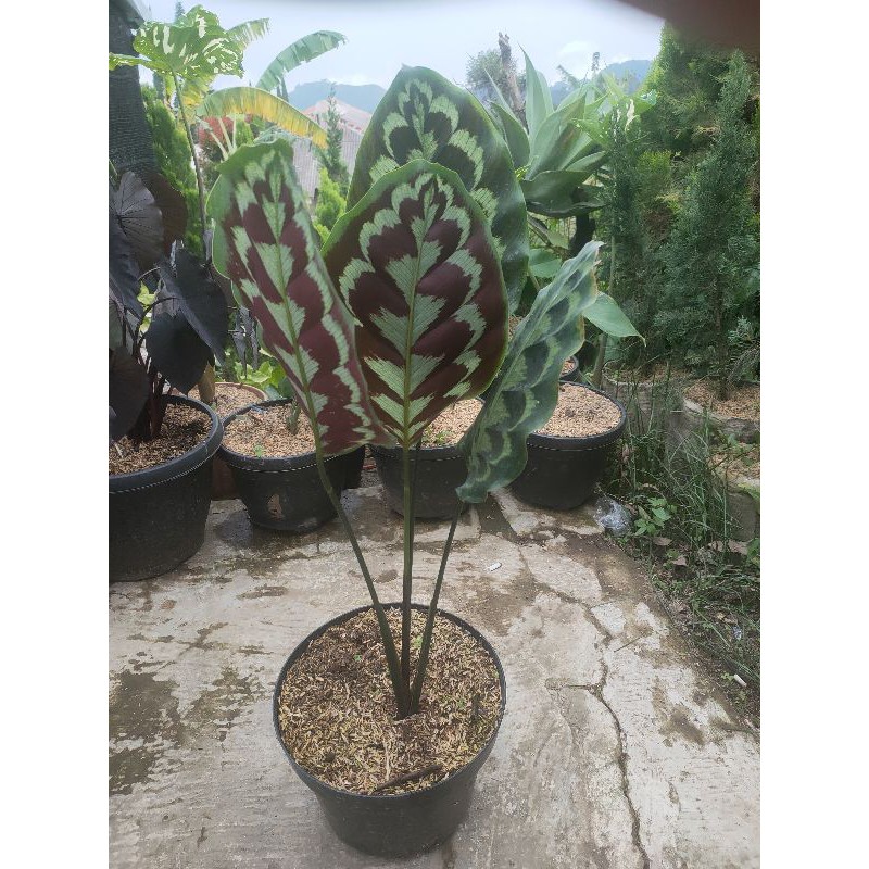 Calathea merak