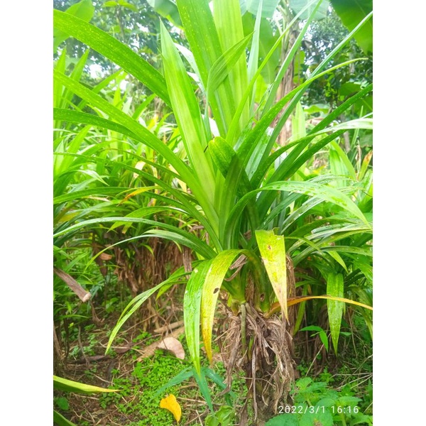 tanaman pandan wangi