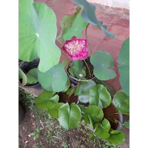 tanaman air bunga lotus