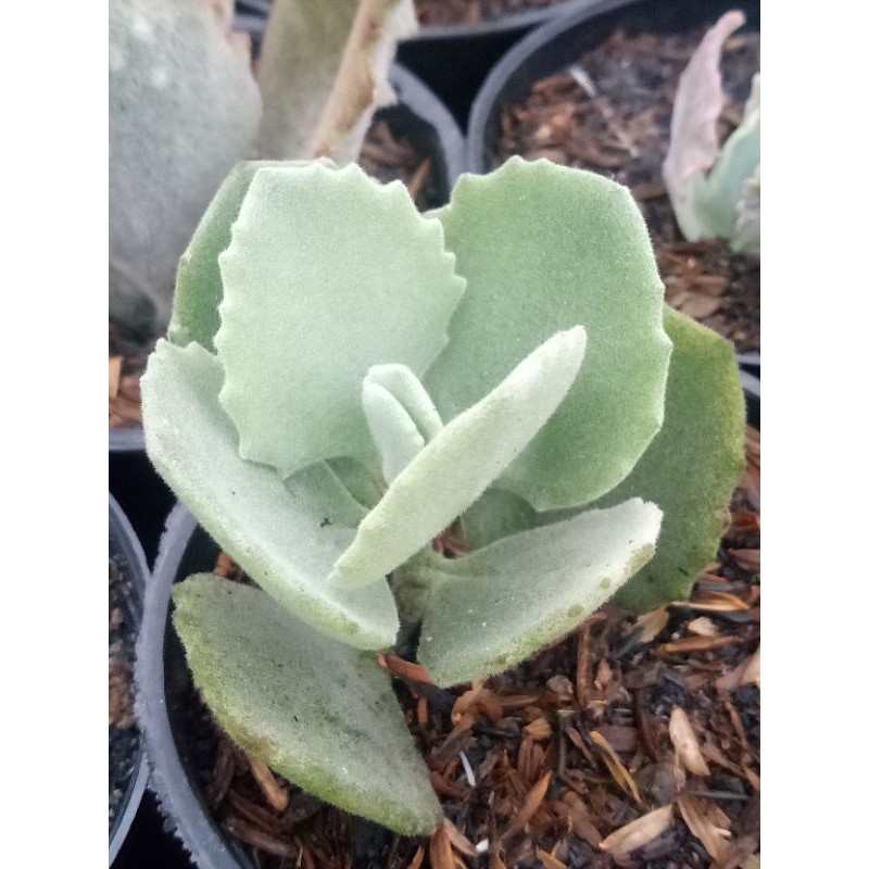 sekulen kalanco daun halus