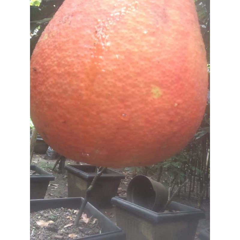 BIBIT JERUK RED PAMELLO ASLI