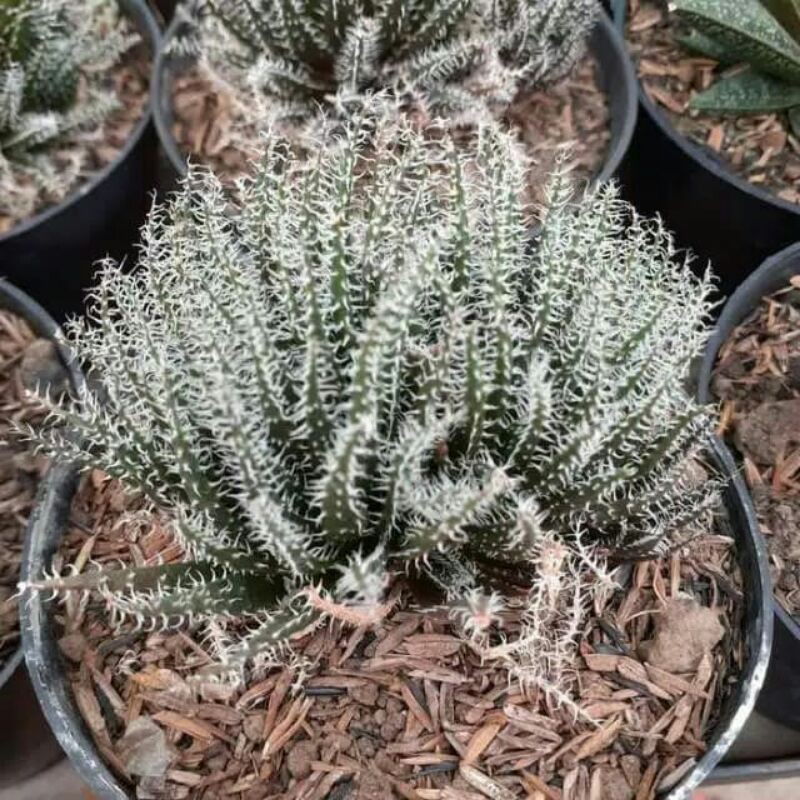 Aloe haworthiodes