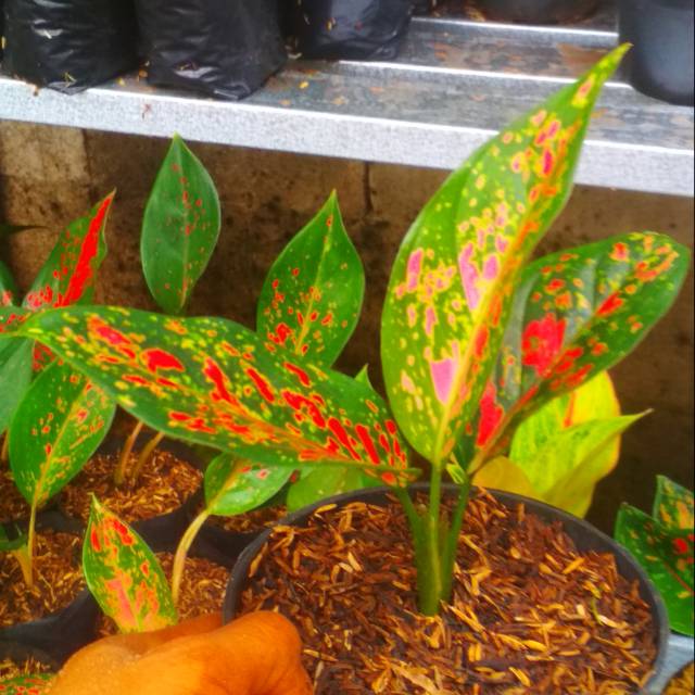 Aglonema khocin