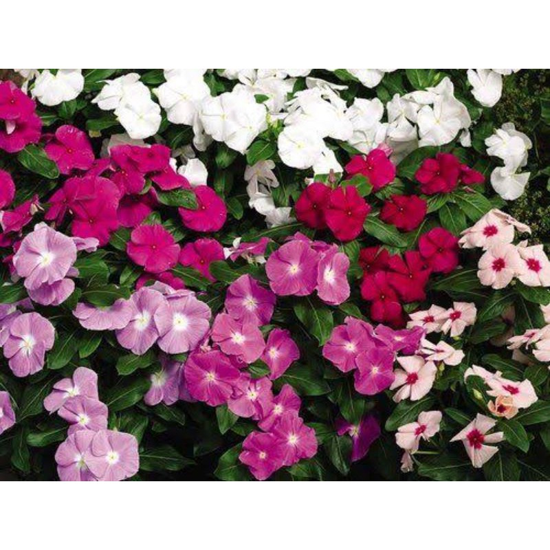 biji vinca  100biji