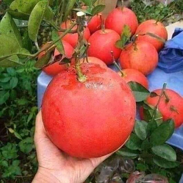 bibit buah jeruk red pamelo