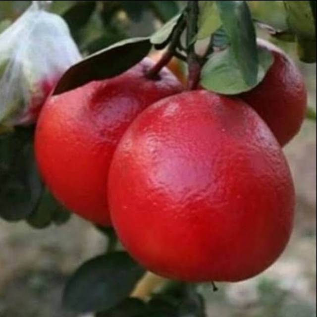 bibit jeruk red pamelo