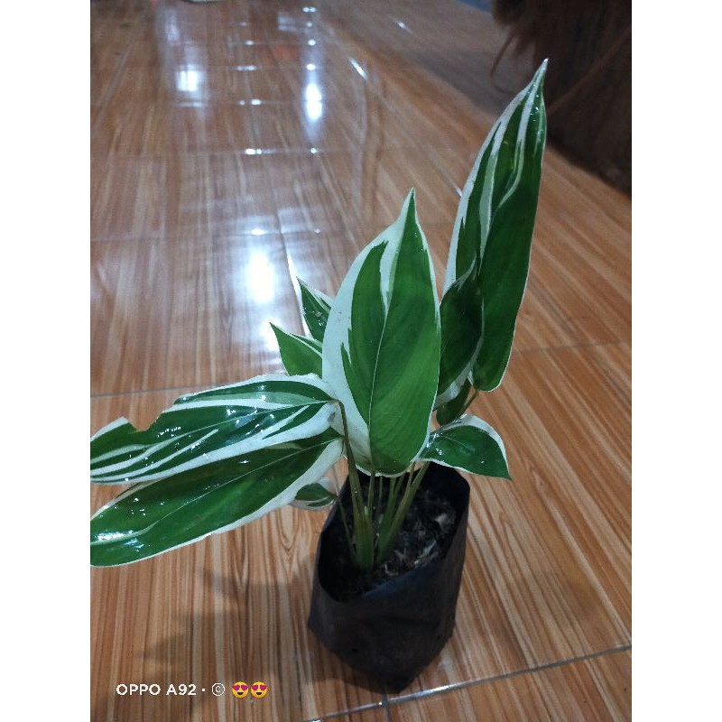 TANAMAN GARUT VARIEGATA