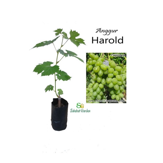 bibit anggur import varian Harold