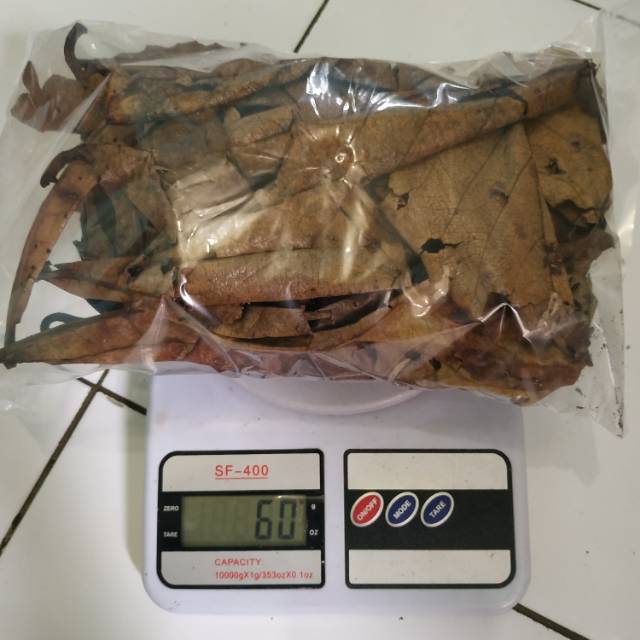 Ketapang Laut