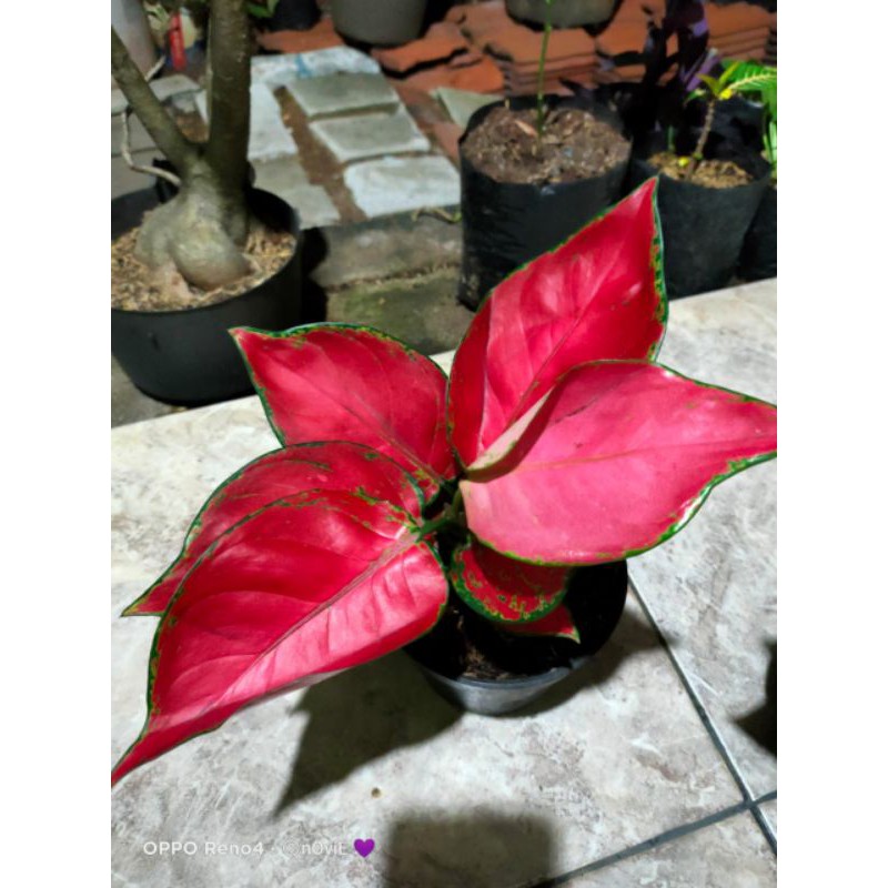 aglonema red anjamani