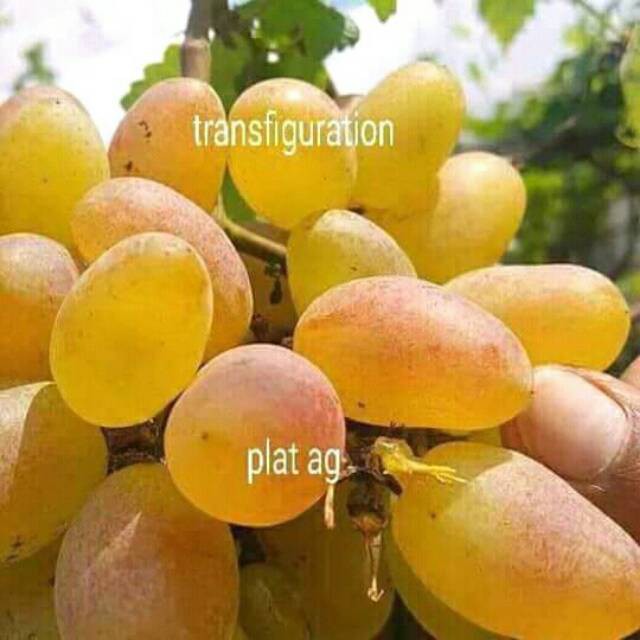 bibit anggur transfiguration (import)
