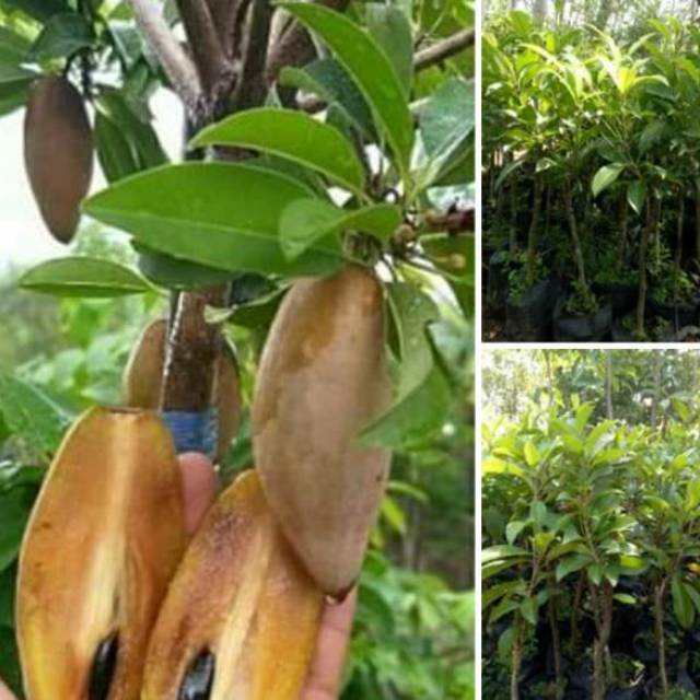 paket 2 bibit Sawo Mentimun bisa cod