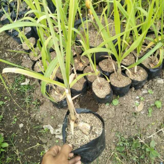 bibit tebu pelangi