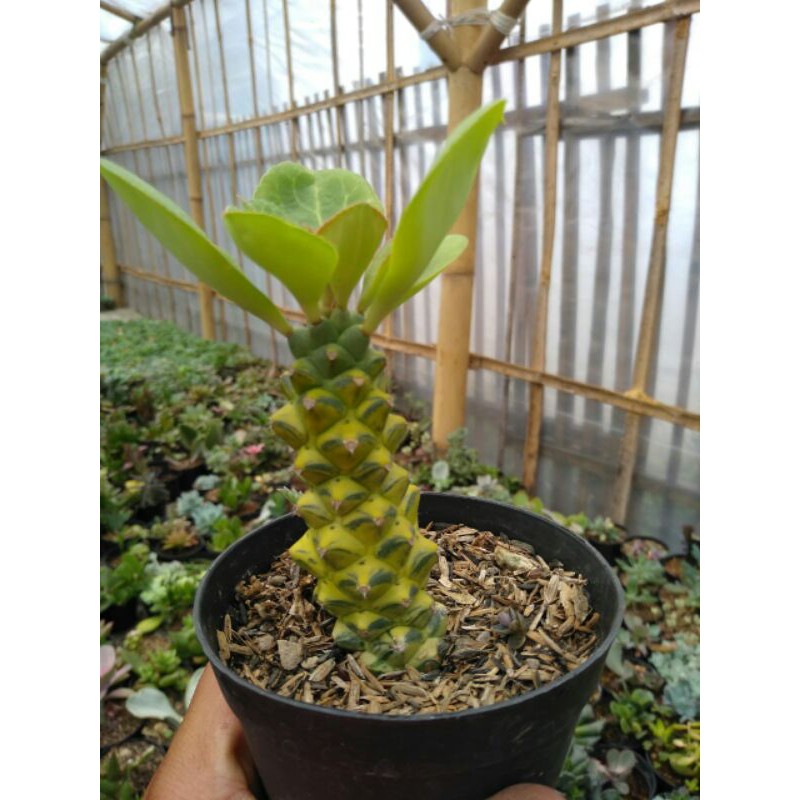 mona adenium parigata