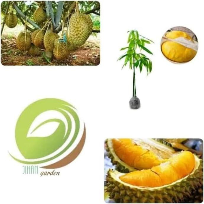 Bibit Tanaman Buah Mangga Irwin
