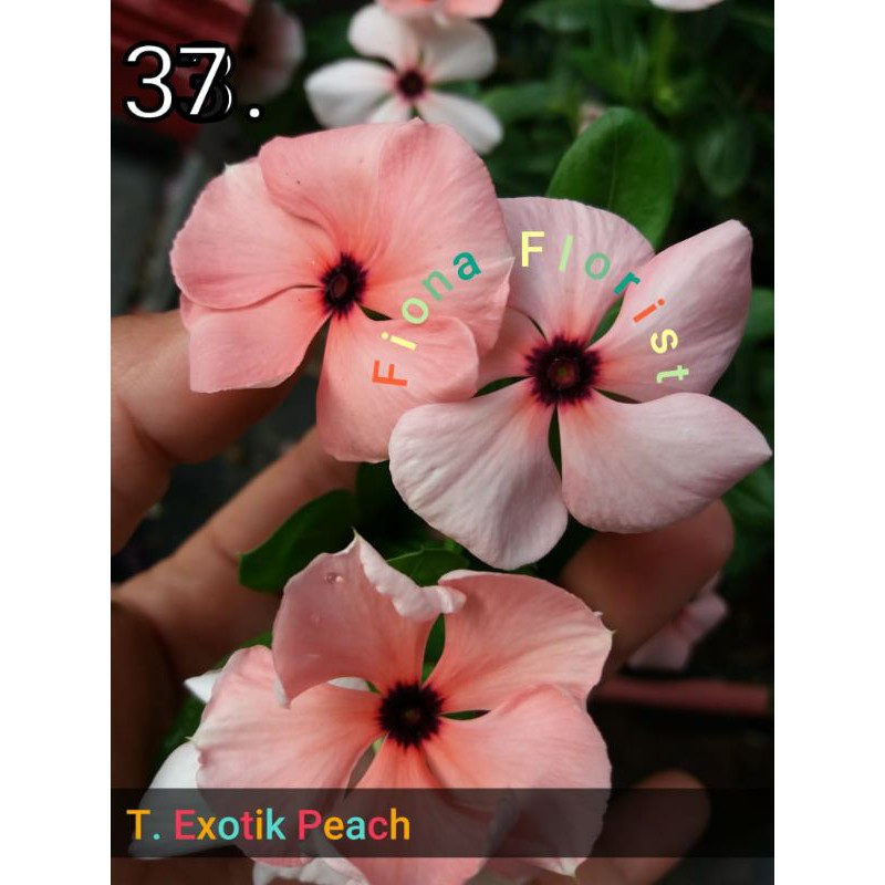 Biji vinca exotic peach