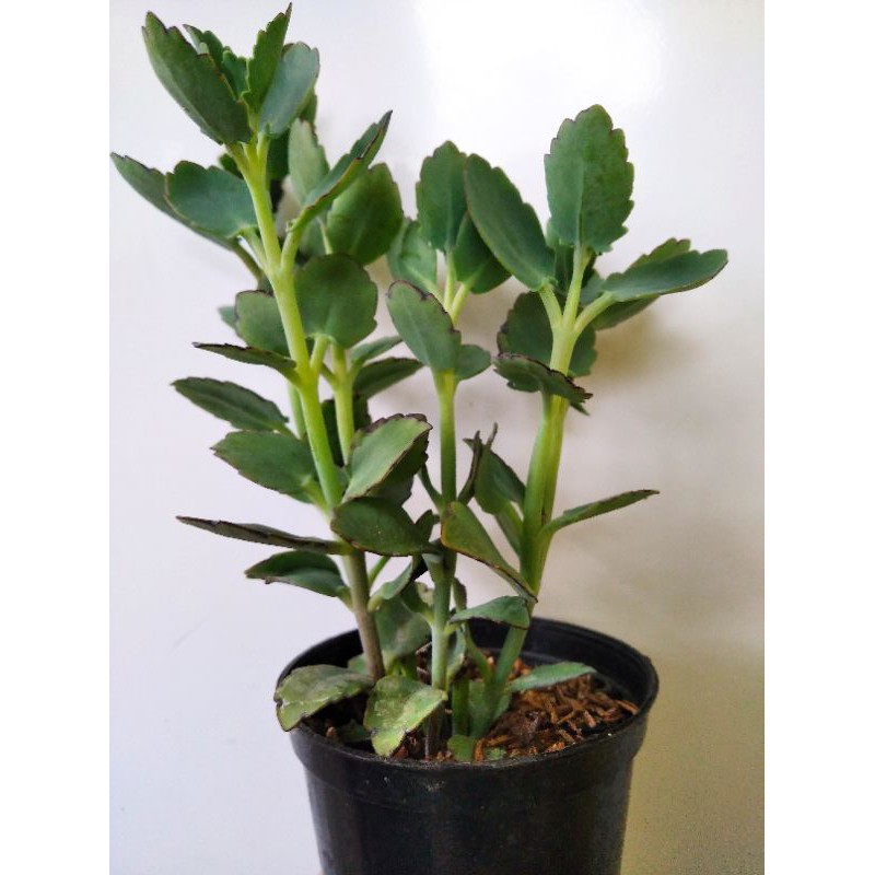 Kalanchoe