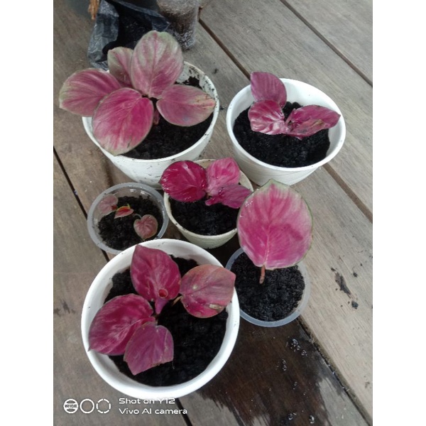 chaletea sexy pink