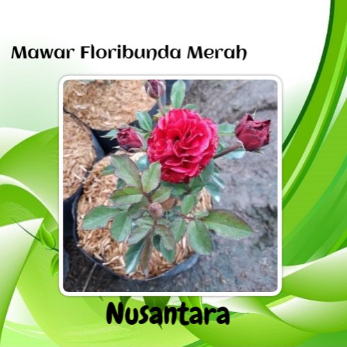 Bibit Bunga Mawar Floribunda Merah