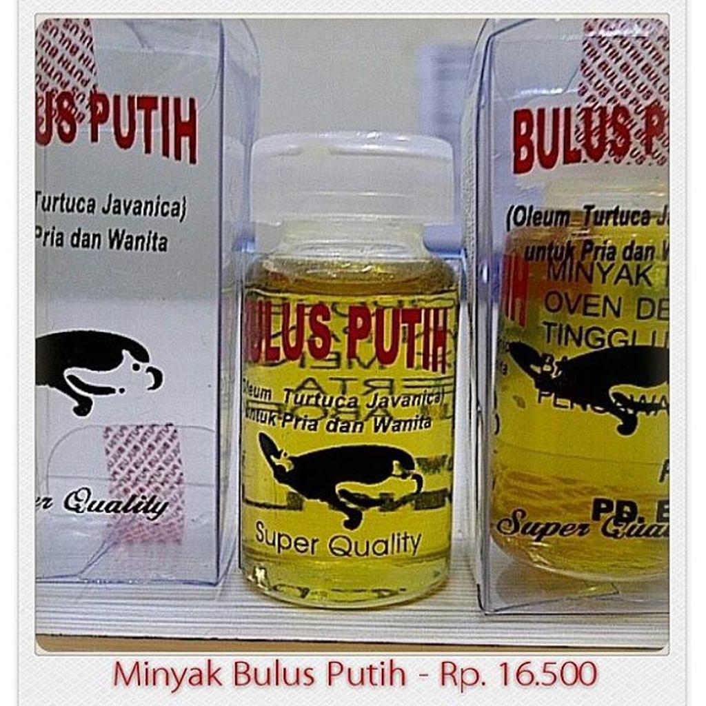 Minyak Bulus Putih