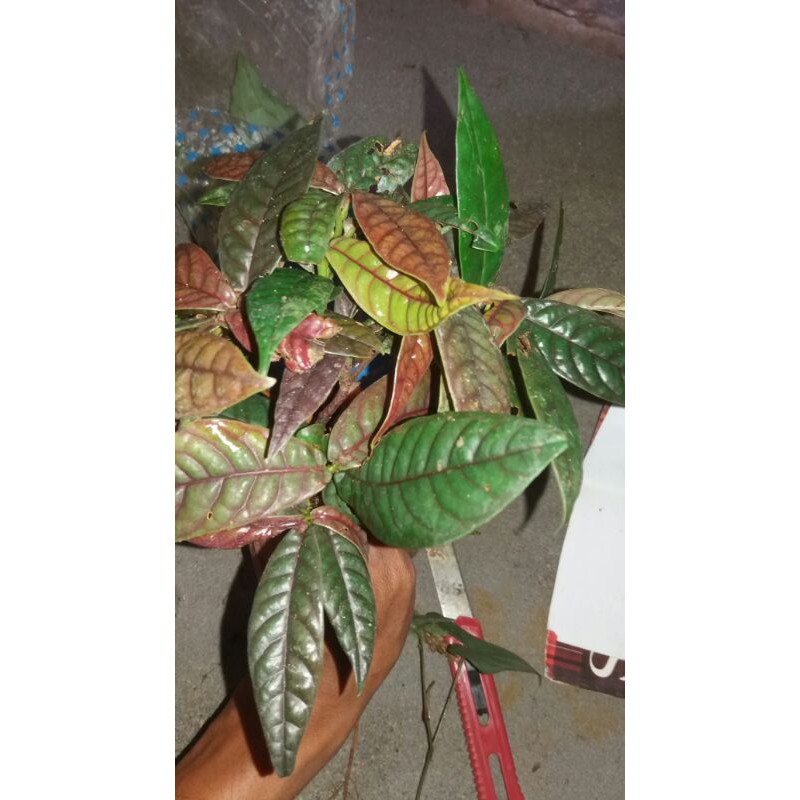 ardisia sp dapat 3 plants