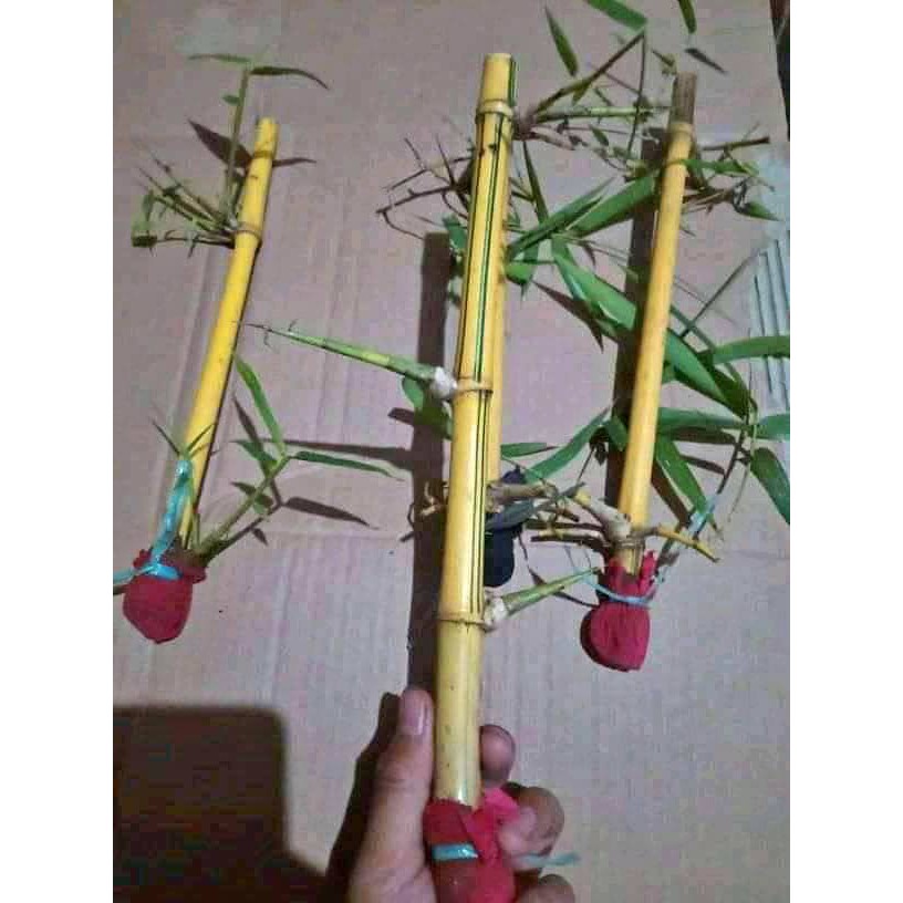 BAMBU KUNING BERSERAT GARIS